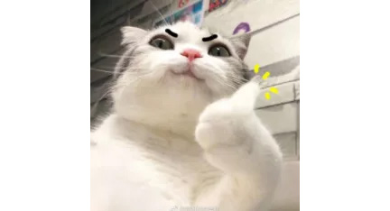 重启,朱一龙,毛晓彤,胡军