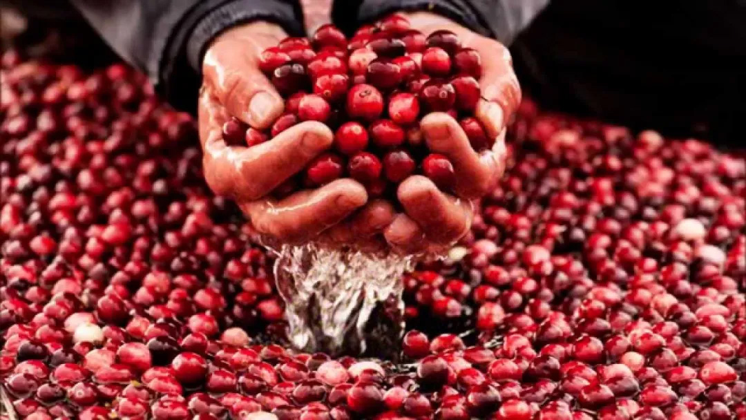 感恩节传统,Amazon,Best Buy,Walmart,Macy's,Cosco