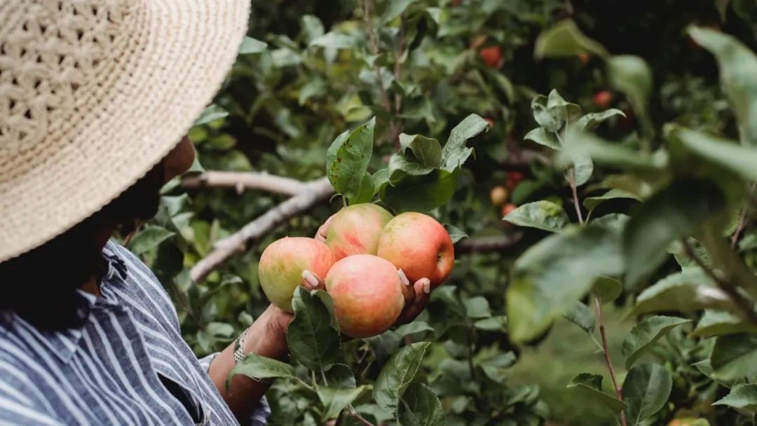 农场采摘,Crystal Bay Farm,Gizdich Ranch,Berry Best Farm,Berry Best Farm,Murray Family Farms,Riley’s Farm,Messick's Farm,Great Country Farms,Butler’s Orchard,Lewin Farms,Alstede Farms,Patty’s Berries and Bunches