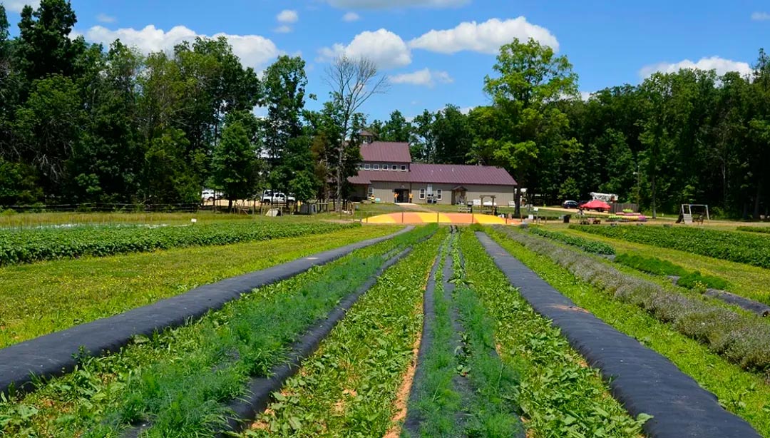 农场采摘,Crystal Bay Farm,Gizdich Ranch,Berry Best Farm,Berry Best Farm,Murray Family Farms,Riley’s Farm,Messick's Farm,Great Country Farms,Butler’s Orchard,Lewin Farms,Alstede Farms,Patty’s Berries and Bunches