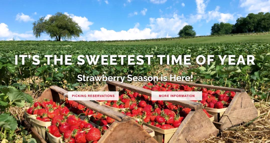 农场采摘,Crystal Bay Farm,Gizdich Ranch,Berry Best Farm,Berry Best Farm,Murray Family Farms,Riley’s Farm,Messick's Farm,Great Country Farms,Butler’s Orchard,Lewin Farms,Alstede Farms,Patty’s Berries and Bunches