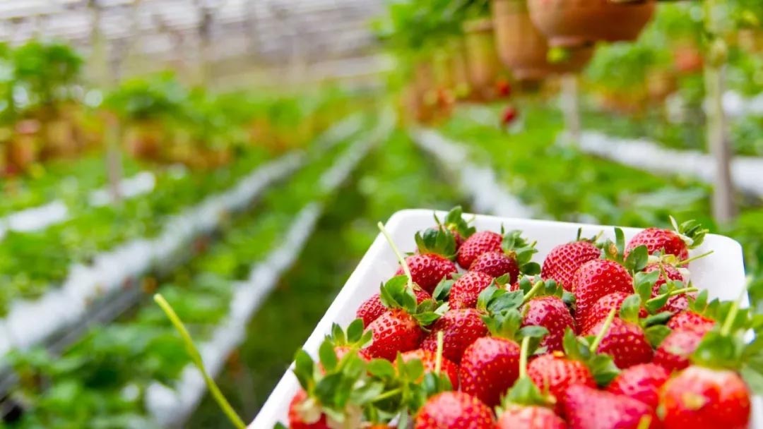 农场采摘,Crystal Bay Farm,Gizdich Ranch,Berry Best Farm,Berry Best Farm,Murray Family Farms,Riley’s Farm,Messick's Farm,Great Country Farms,Butler’s Orchard,Lewin Farms,Alstede Farms,Patty’s Berries and Bunches