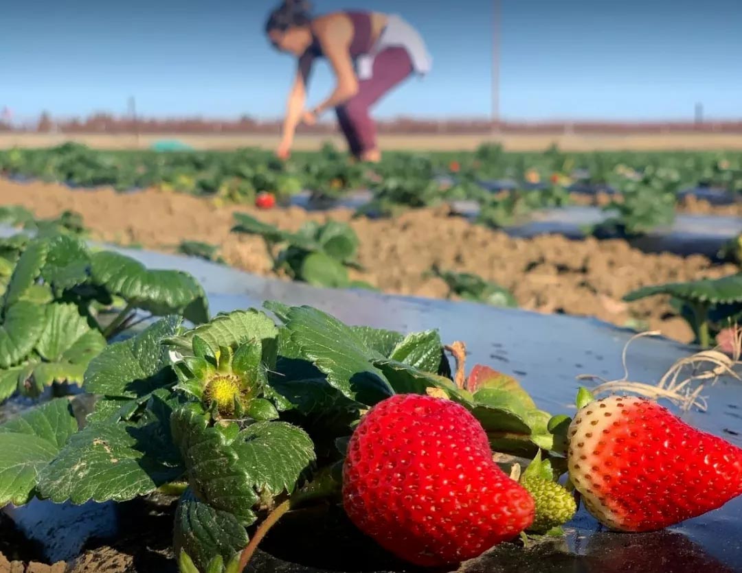 农场采摘,Crystal Bay Farm,Gizdich Ranch,Berry Best Farm,Berry Best Farm,Murray Family Farms,Riley’s Farm,Messick's Farm,Great Country Farms,Butler’s Orchard,Lewin Farms,Alstede Farms,Patty’s Berries and Bunches