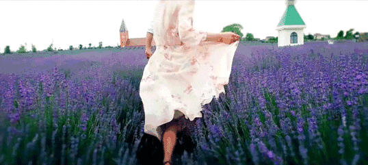 北美赏花，北美薰衣草，薰衣草农场