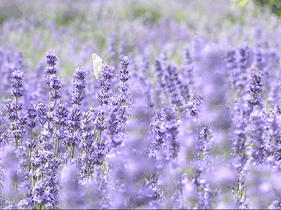 北美赏花，北美薰衣草，薰衣草农场