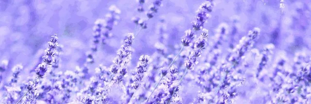 北美赏花，北美薰衣草，薰衣草农场