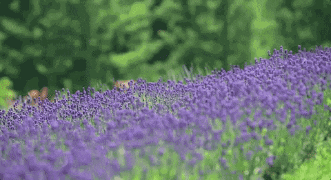 北美赏花，北美薰衣草，薰衣草农场